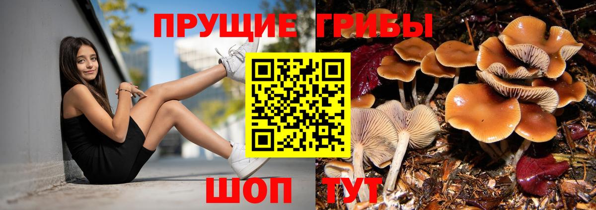 Псилоцибиновые грибы мицелий Великие Луки